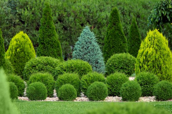Cost of Bush Trimming Service in Oceanside