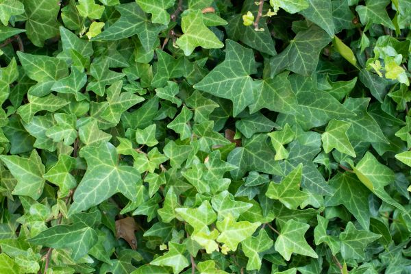 Cost of English Ivy Removal in Oceanside