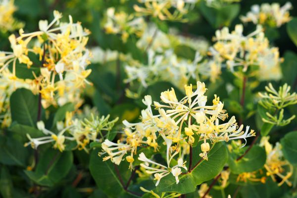Cost of Honeysuckle Removal in Oceanside