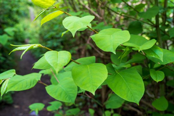 Cost of Invasive Plant Removal in Oceanside