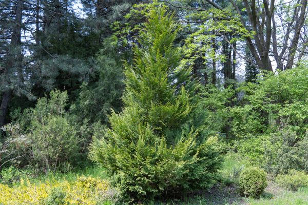 Cost of Juniper Pruning in Oceanside