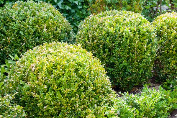 Cost of Landscape Trimming Service in Oceanside