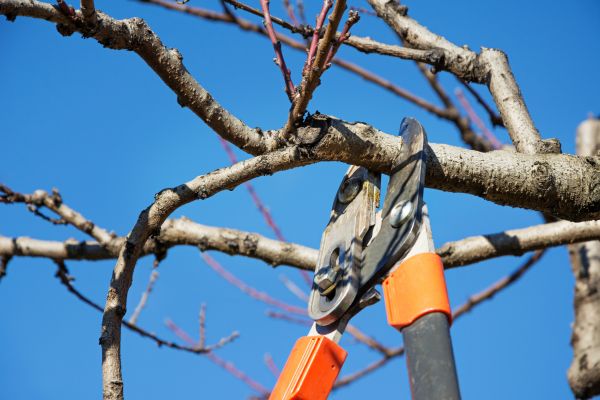 Cost of Pruning Service in Oceanside