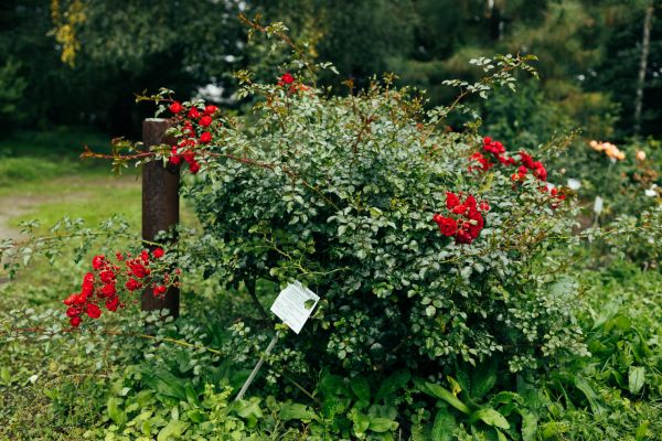 Cost of Rose Bush Removal in Oceanside