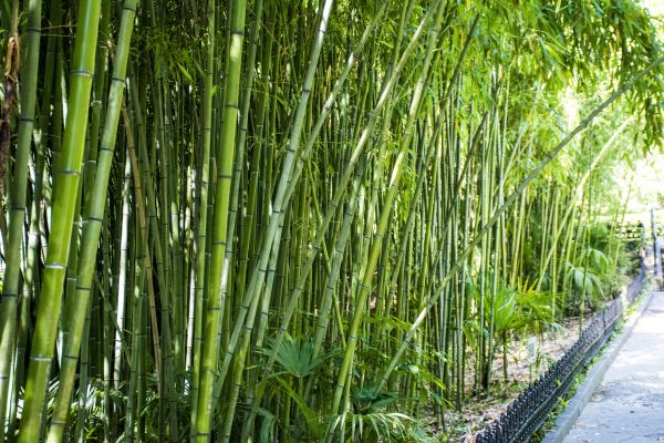 Cost of Bamboo Root Removal in Oceanside