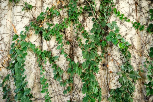 Cost of Vine Removal Service in Oceanside