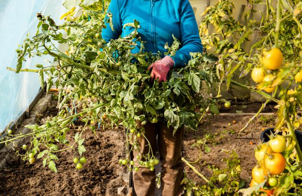 Cost of Garden Plant Removal in Oceanside