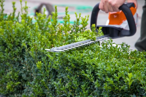 Cost of Hedge Shearing in Oceanside