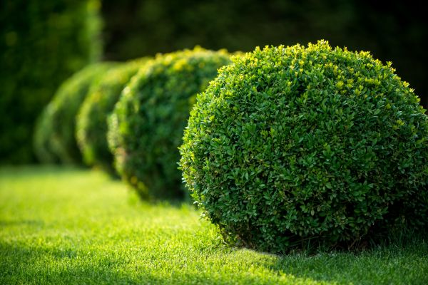 Cost of Bush Pruning in Oceanside