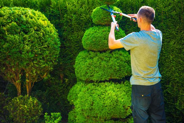 Cost of Topiary Shaping in Oceanside