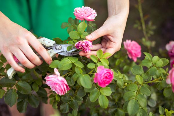 Cost of Rose Shearing in Oceanside