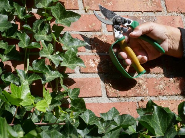 Cost of Ivy Removal Service in Oceanside