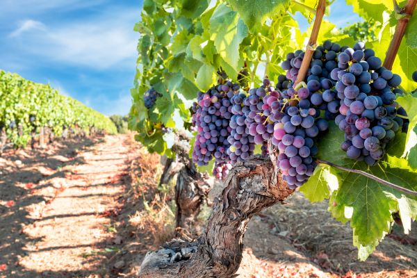 Cost of Grapevine Pruning in Oceanside
