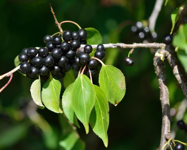 Cost of Buckthorn Removal in Oceanside