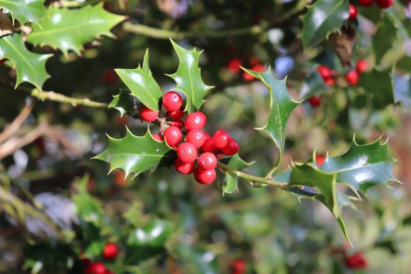 Cost of Holly Tree Trimming in Oceanside