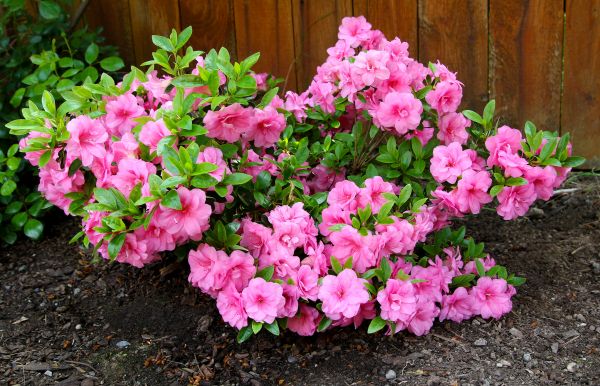Cost of Azaleas Removal in Oceanside