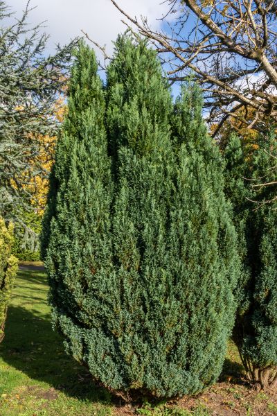 Cost of Juniper Trimming in Oceanside