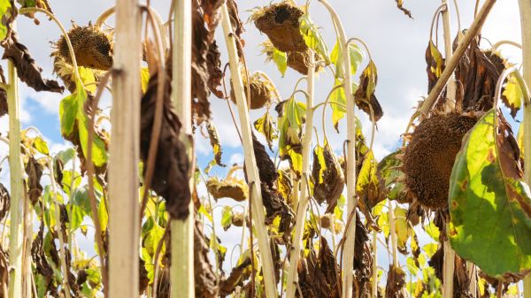 Cost of Dead Plant Removal in Oceanside