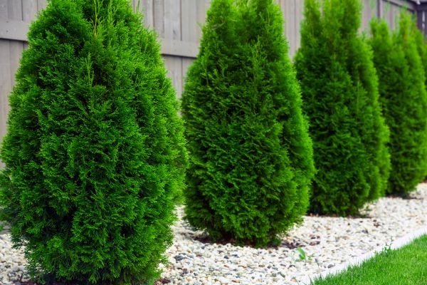 Cost of Arborvitae Pruning in Oceanside
