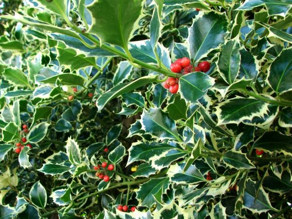 Cost of Holly Bushes Trimming in Oceanside