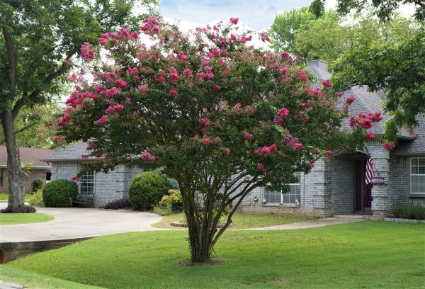 Cost of Crepe Myrtle Trimming in Oceanside