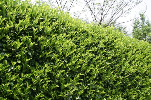 Cost of Laurel Shrub Removal in Oceanside