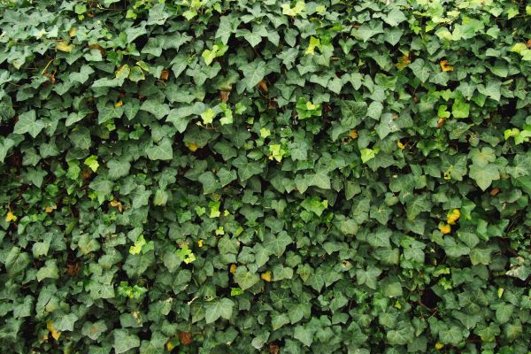 Cost of Ivy Pruning service in Oceanside
