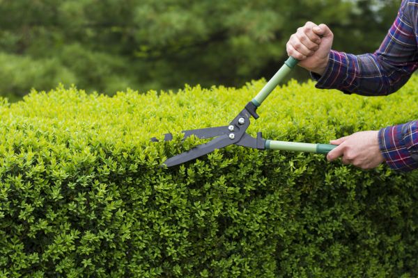 Cost of Evergreen Shrub Pruning in Oceanside