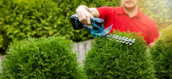 Cost of Hedge Shaping Service in Oceanside