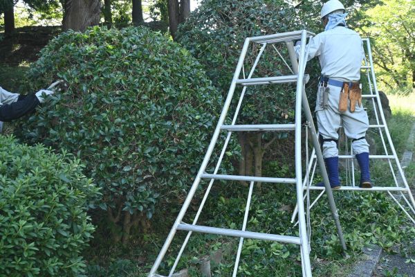 Cost of Holly Shaping in Oceanside