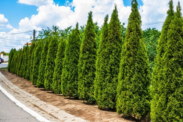 Cost of Arborvitae Shearing in Oceanside
