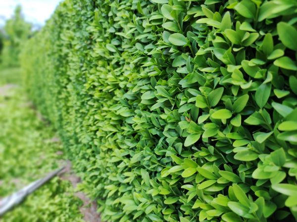 Cost of Boxwood Pruning in Oceanside