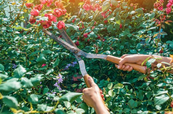 Cost of Knockout Roses Pruning in Oceanside