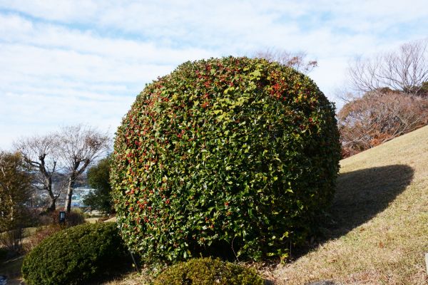 Cost of Holly Shrub Pruning in Oceanside