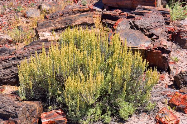 Cost of Sagebrush Removal in Oceanside