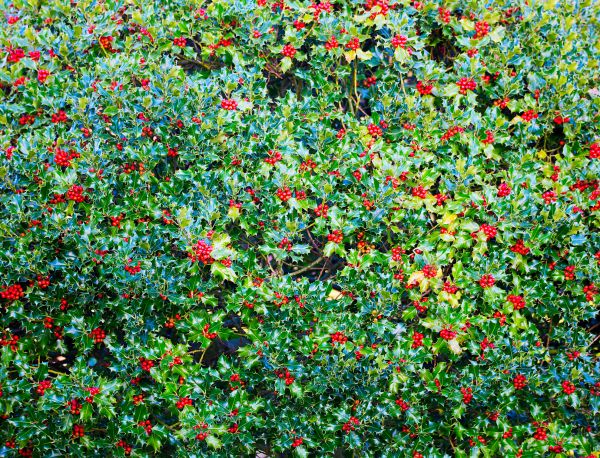 Cost of Holly Bush Removal in Oceanside