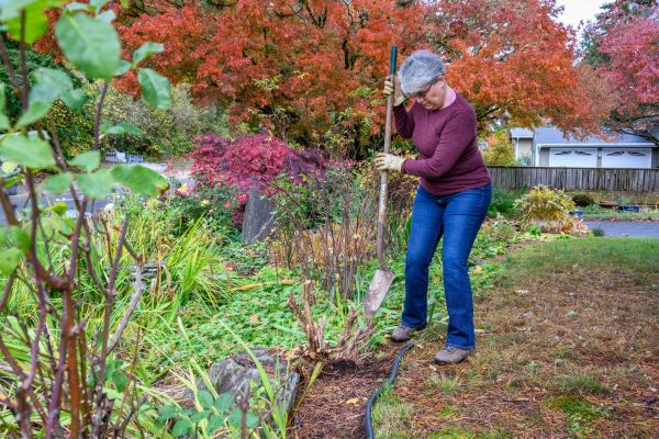 Cost of Dead Bush Removal in Oceanside