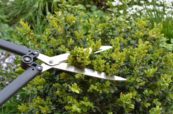 Cost of Boxwood Trimming in Oceanside