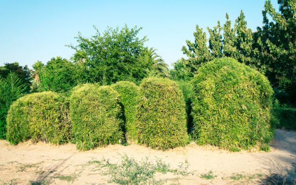 Cost of Bamboo Hedge Removal in Oceanside