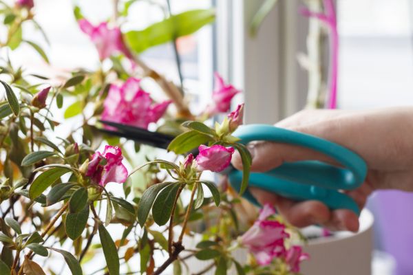 Cost of Azalea Pruning in Oceanside
