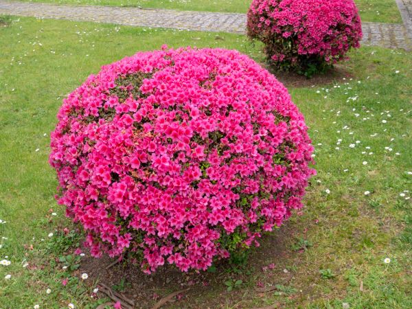 Cost of Rhododendron Pruning in Oceanside