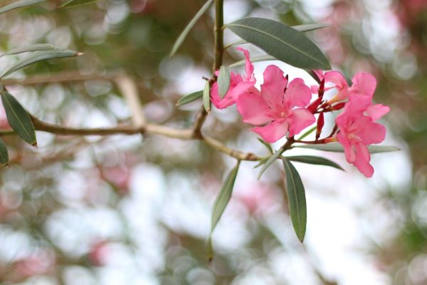 Cost of Oleander Removal in Oceanside