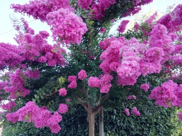 Cost of Crape Myrtle Pruning in Oceanside