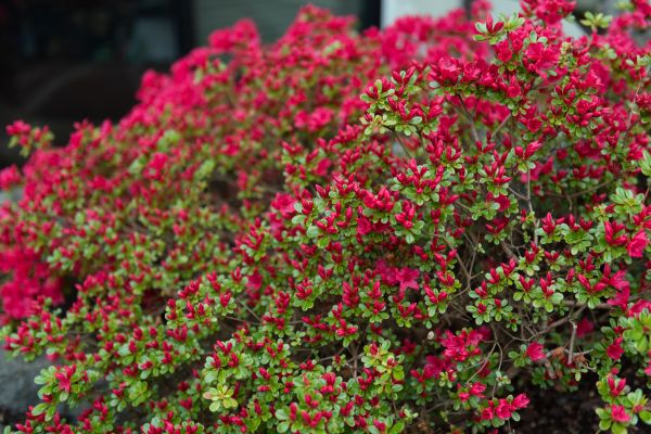 Cost of Weigela Removal Service in Oceanside