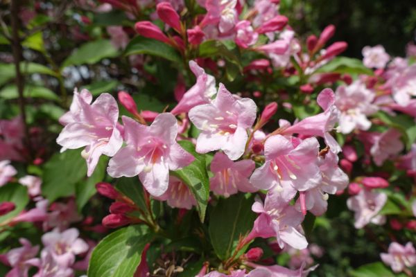 Cost of Weigela Pruning Service in Oceanside