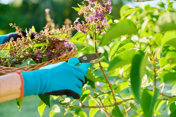 Cost of Lilac Trimming Service in Oceanside