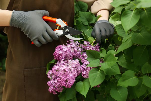 Cost of Lilac Pruning Service in Oceanside