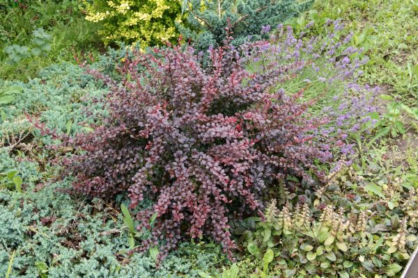 Cost of Japanese Barberry Removal in Oceanside