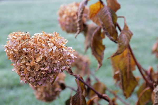 Cost of Hydrangea Removal in Oceanside