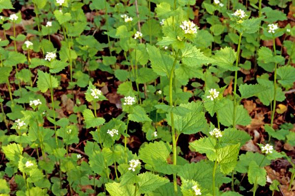 Cost of Garlic Mustard Removal in Oceanside